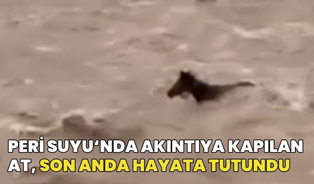 Bingöl'de Peri Suyu'nda Akıntıya Kapılan Atın Hayatta Kalma Mücadelesi