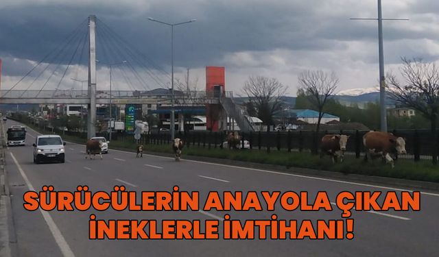 Bingöl'de Yola İnen İnekler Kazaya Davetiye Çıkarıyor