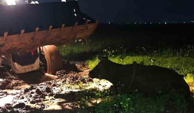 Diyarbakır'da Çamura Saplanan İnek Kurtarıldı