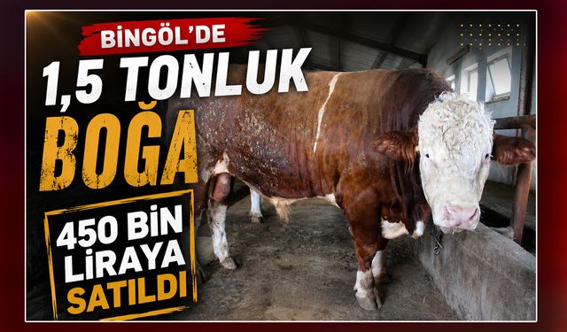 Bingöl'de 1,5 Tonluk Boğa 450 Bin Liraya Satıldı