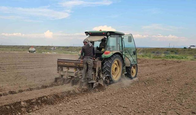 Bitlis'te Fasulye Ekimi Çalışmaları