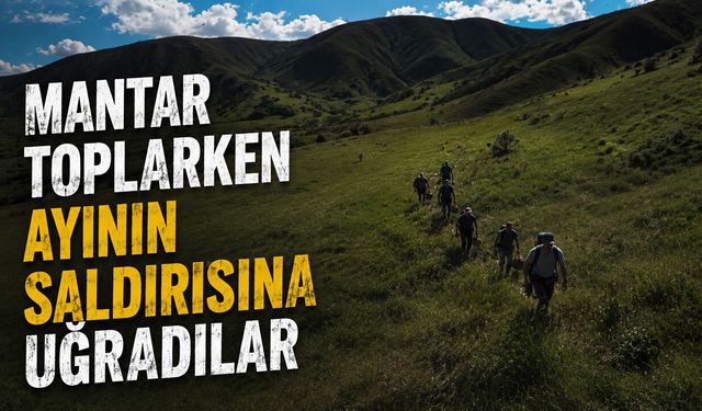Mantar Toplarken Ayının Saldırısına Uğradılar: 3 Kişi Yaralandı