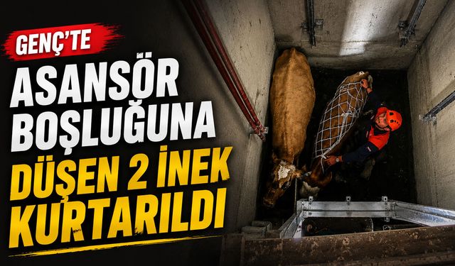 Genç’te Asansör Boşluğuna Düşen 2 İnek Kurtarıldı