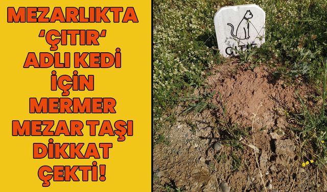 Bingöl'de Mezarlıkta 'Çıtır'a Mermer Mezar Taşı!