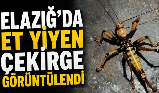 Bingöl'ün Komşu İlinde Et Yiyen Çekirge Görüntülendi