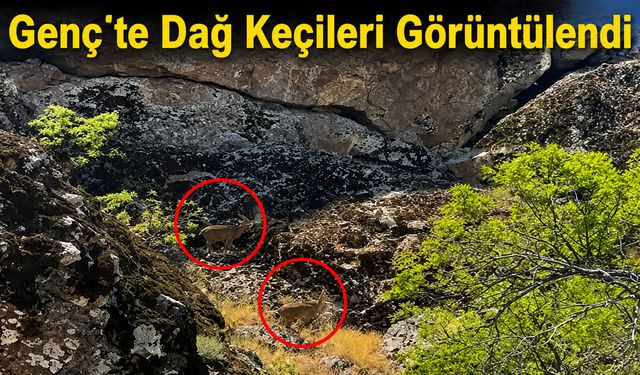 Genç’te Dağ Keçileri Görüntülendi