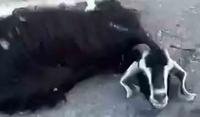 Siirt'te Rögardan Sızan Sudan '32 Hayvan Telef Oldu' İddiası