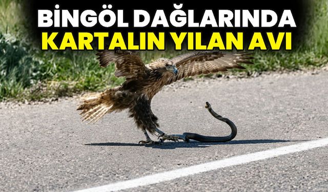 Bingöl Dağlarında Kartalın Yılan Avı