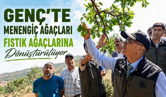 Genç’te Menengiç Ağaçları Fıstık Ağaçlarına Dönüştürülüyor