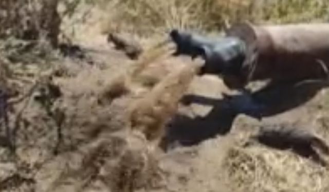 Ender Rastlanan Tür, Diyarbakır'da Görüntülendi!