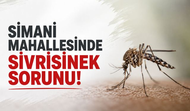 Simani Mahallesinde Sivrisinek Sorunu! Belediye Neden İlaçlama Yapmıyor?