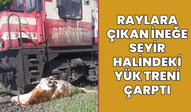 Elazığ'da Raylara Çıkan İneğe Tren Çarptı!