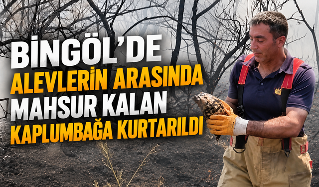 Bingöl'de Alevlerin Arasında Mahsur Kalan Kaplumbağa Kurtarıldı