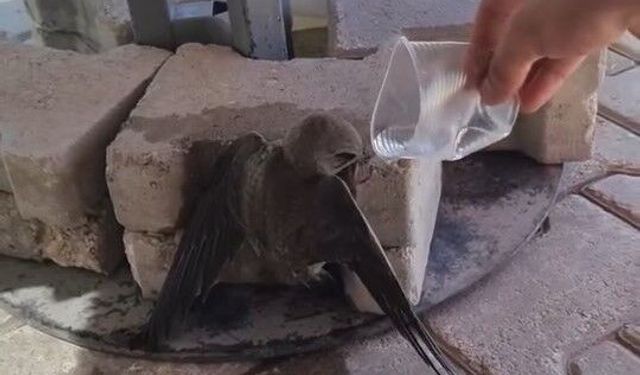 Elazığ'da Sıcaktan Etkilenen Ebabil Kuşu, Verilen Suyla Yeniden Hayata Tutundu!