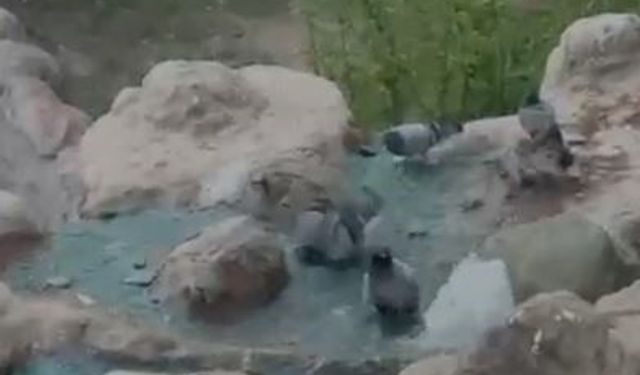 Elazığ’da Sıcaktan Bunalan Güvercinler Havuzda Serinledi