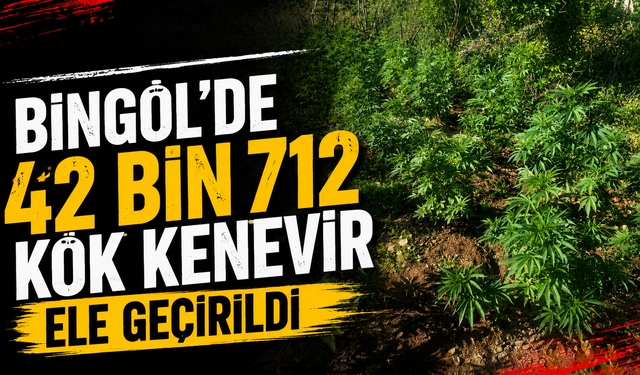 Bingöl'de 42 Bin 712 Kök Kenevir Ele Geçirildi
