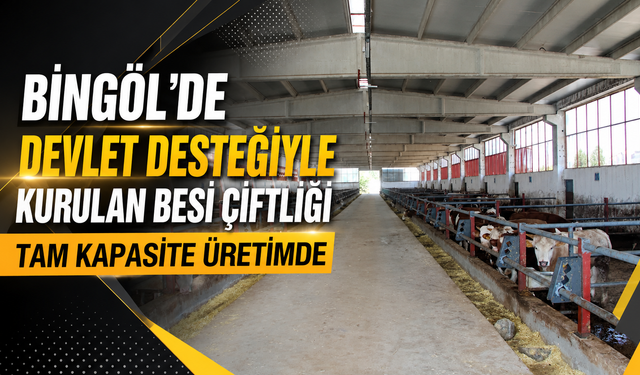 Bingöl'de Devlet Desteğiyle Kurulan Besi Çiftliği Tam Kapasite Üretimde