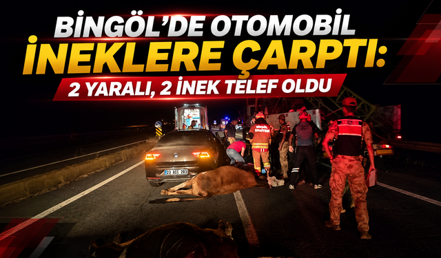 Bingöl'de Otomobil İneklere Çarptı: 2 Yaralı, 2 İnek Telef Oldu