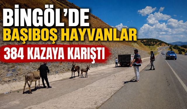 Bingöl’de Başıboş Hayvanlar 384 Kazaya Karıştı