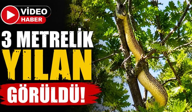 Bingöl’de 3 Metrelik Yılan Görüldü!