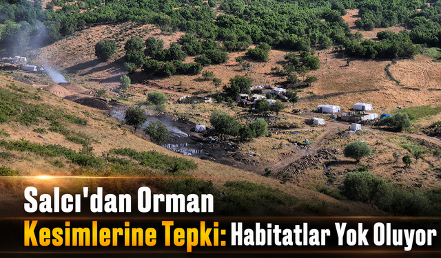 Salcı'dan Orman Kesimlerine Tepki: Habitatlar Yok Oluyor