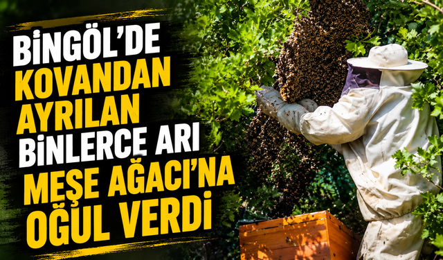 Bingöl’de Kovandan Ayrılan Binlerce Arı Meşe Ağacına Oğul Verdi