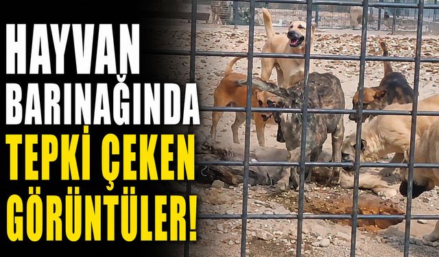 Hayvan Barınağında Tepki Çeken Görüntüler!