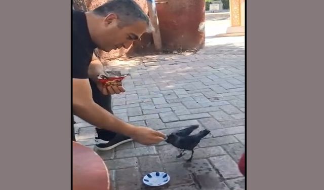 Yavru Kargayı Eliyle Besledi!