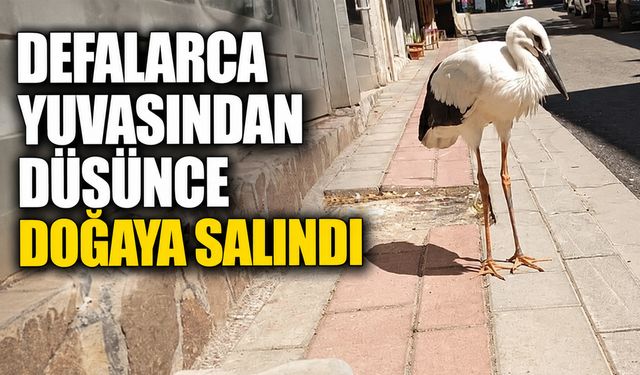 Yuvasından Defalarca Düşünce, Doğaya Salındı