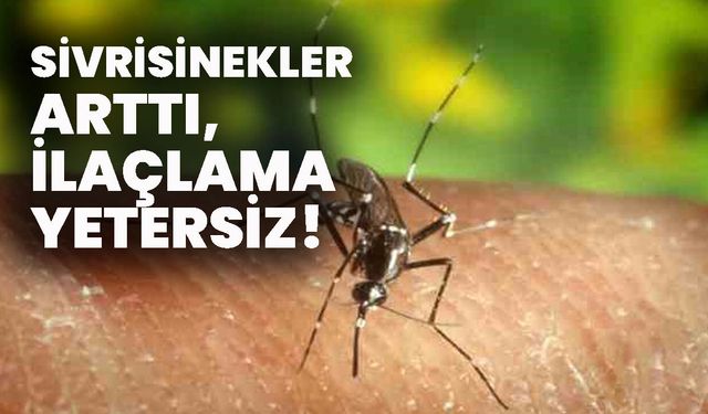 Sivrisinekler Arttı, İlaçlama Yetersiz!