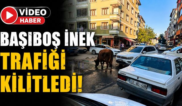 Bingöl'de Başıboş İnek Trafiği Kilitledi!