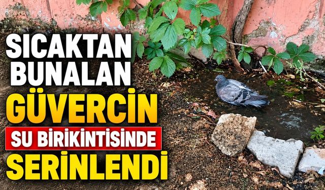Sıcaktan Bunalan Güvercin Su Birikintisinde Serinledi