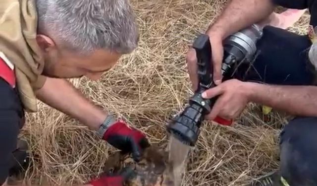 Alevlerin Arasında Kalan Kaplumbağayı İtfaiye Kurtardı