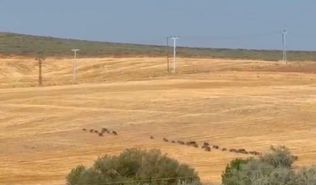 Çemişgezek’te Domuz Sürüsü Kamerada
