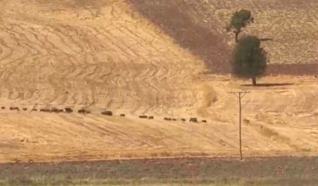 Tunceli’de Yol Kenarında Domuz Sürüsü Görüntülendi