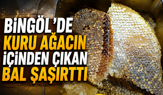 Bingöl’de Kuru Ağacın İçinden Çıkan Bal Şaşırttı