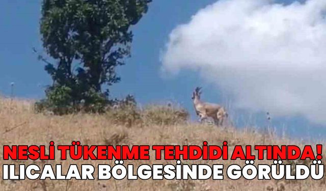 Ender Rastlanan Tür Dronla Görüntülendi