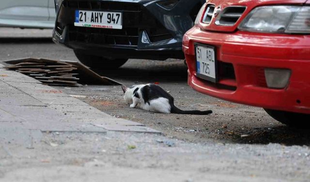 Uzmanından Uyarı: Kuduz, Kedi Tırmalamasından da Bulaşabilir!