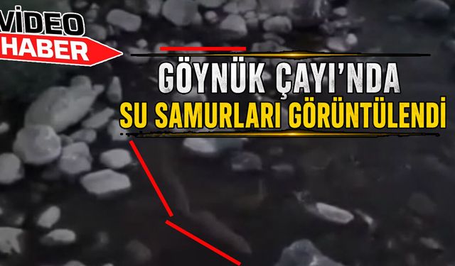 Su Samurları, Bingöl'de Göynük Çayı'nda Görüntülendi