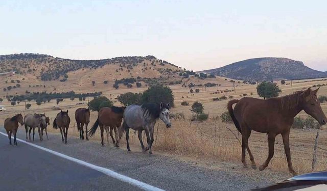 Diyarbakır'da Yılkı Atlar Yola İndi