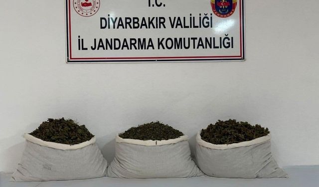 Uyuşturucu Operasyonları: 253 Bin Kök Kenevir Ele Geçirildi