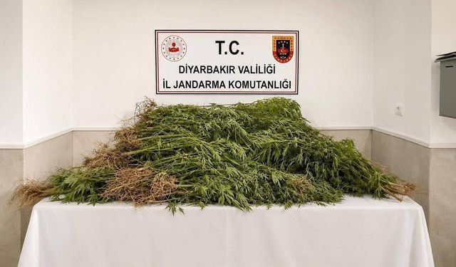 Uyuşturucu Operasyonu: 144 Bin Kök Kenevir Ele Geçirildi