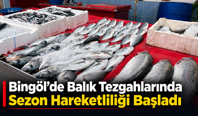 Bingöl’de Balık Tezgahlarında Sezon Hareketliliği Başladı