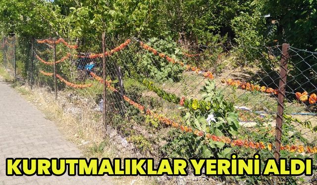 Bingöl'de Kurutmalık Sebzeler Renkli Görüntüler Oluşturuyor
