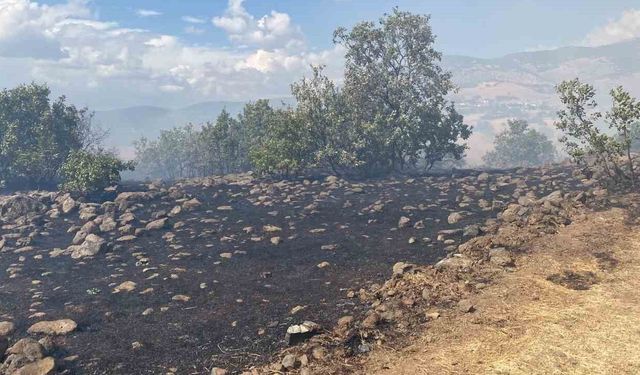 Karakoçan'da Orman Yangını: Ekiplerin Müdahalesiyle Söndürüldü