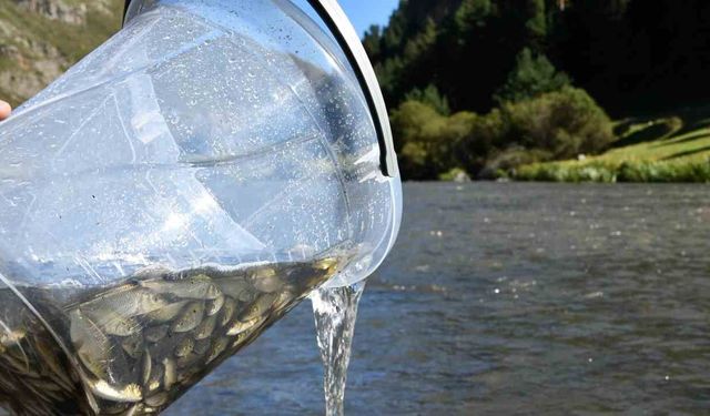 Kura Nehri'ne 300 Bin Yavru Sazan Salındı