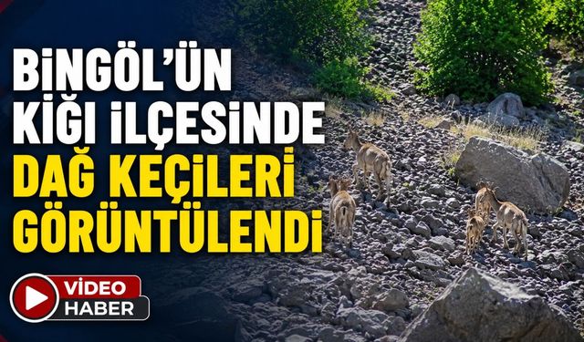 Bingöl’ün Kiğı İlçesinde Dağ Keçileri Görüntülendi