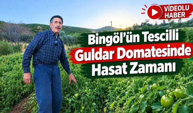 Bingöl’ün Tescilli Guldar Domatesinde Hasat Zamanı