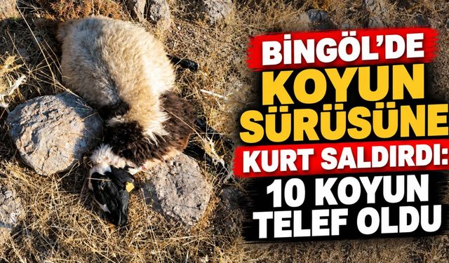 Bingöl’de Koyun Sürüsüne Kurt Saldırdı: 10 Koyun Telef Oldu