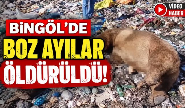 Bingöl’de Boz Ayılar Öldürüldü!